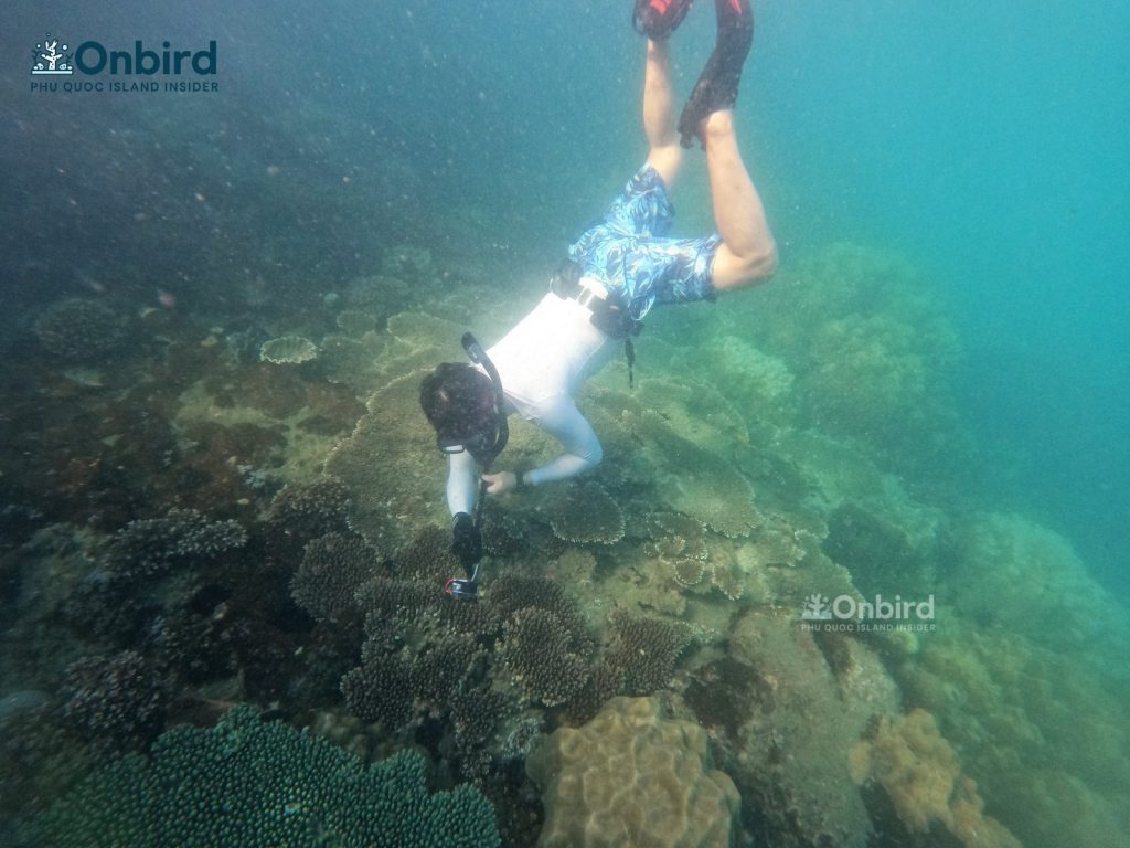 BEST SNORKELING & DIVING IN PHU QUOC ISLAND, VIETNAM (UPDATE 2021