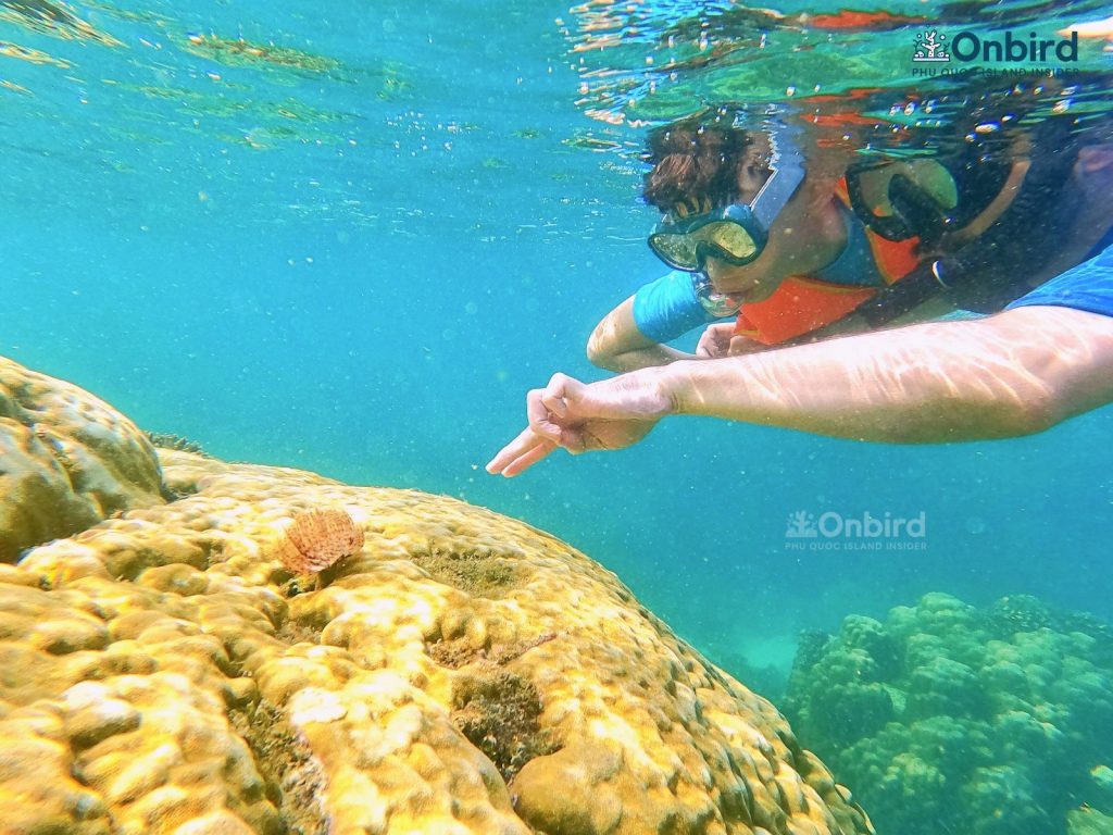 A kid seeing Sea worm living a huge Stony Coral at Crystal Reef  - Kids snorkeling in Phu Quoc