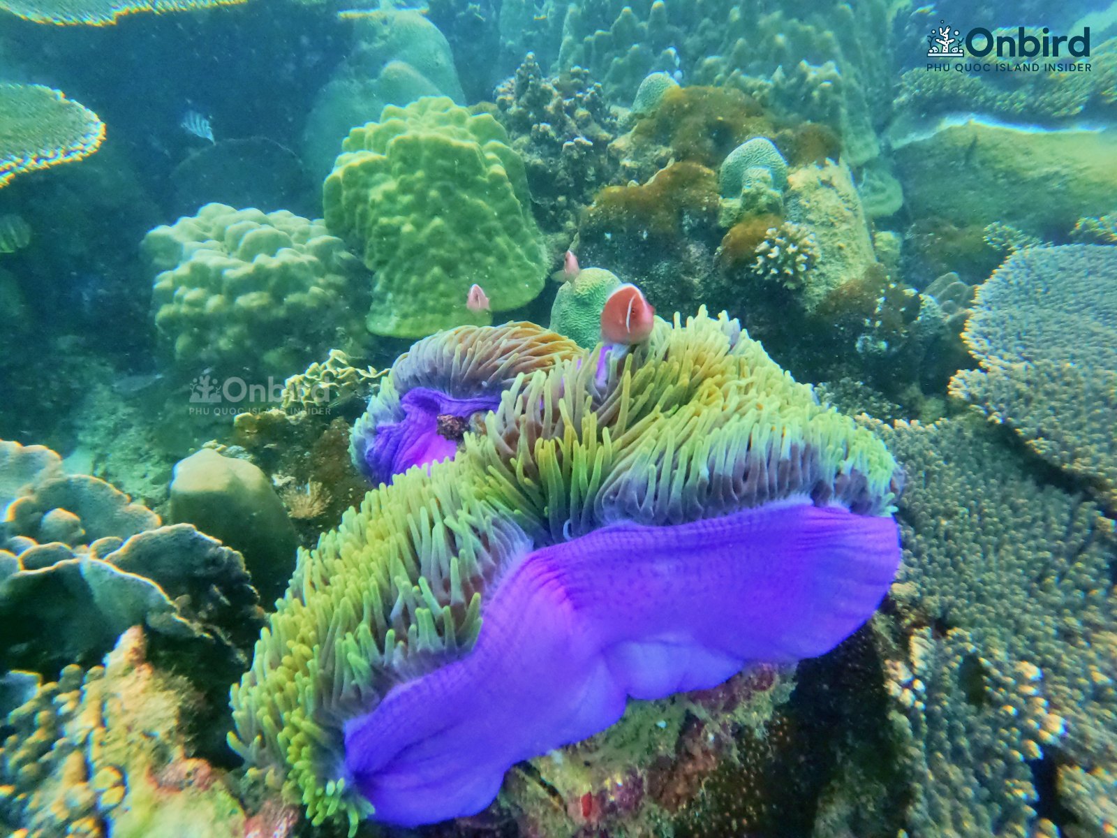 Anemone at U-Turn Coral Reef, Phu Quoc Island, Vietnam