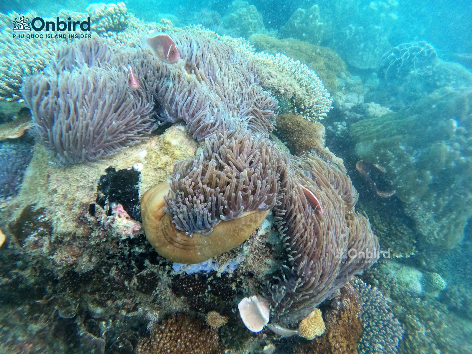 Anemone found at U-Turn reef .jpg.jpg