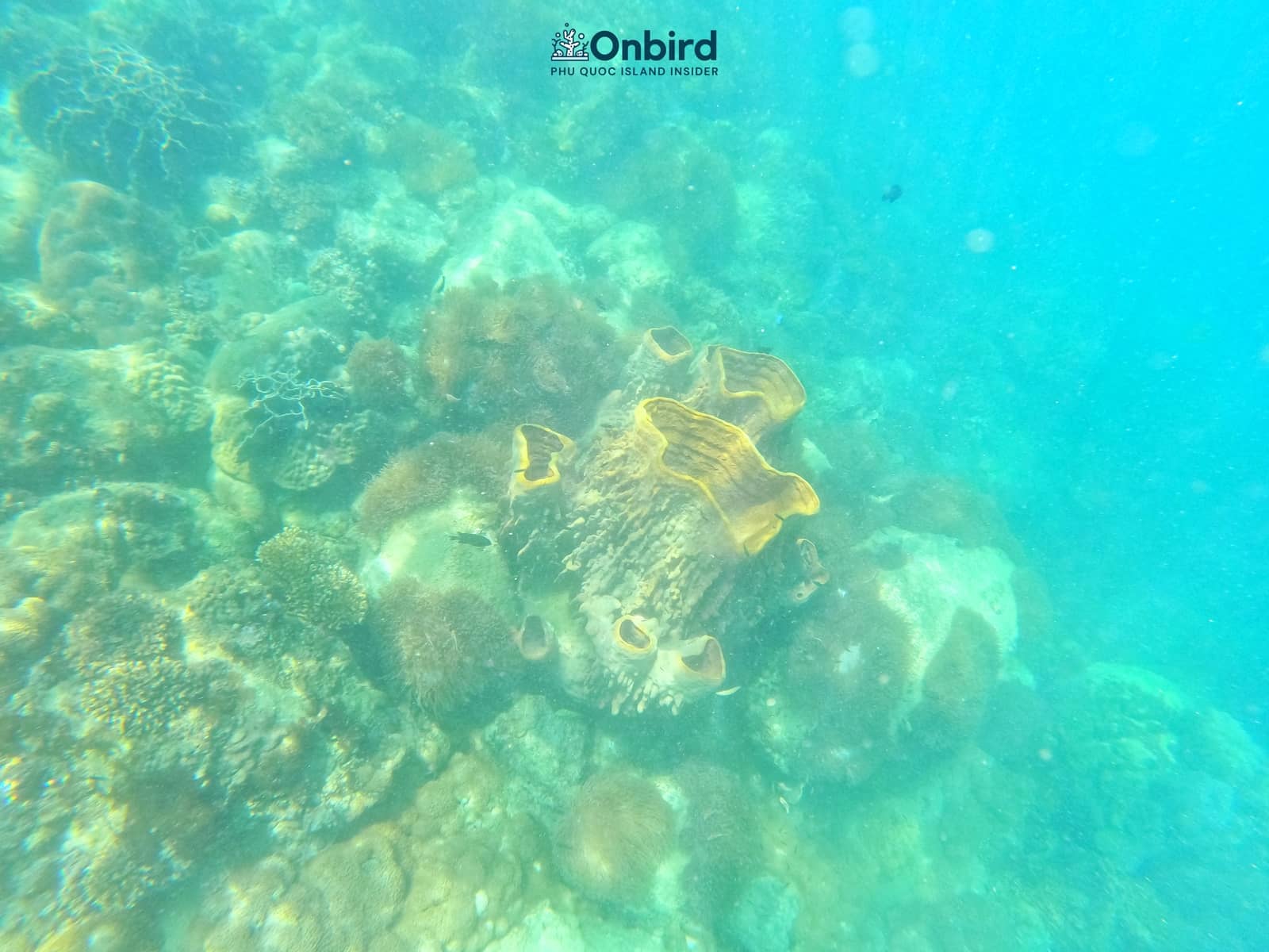 Webp.net Resizeimage (11)