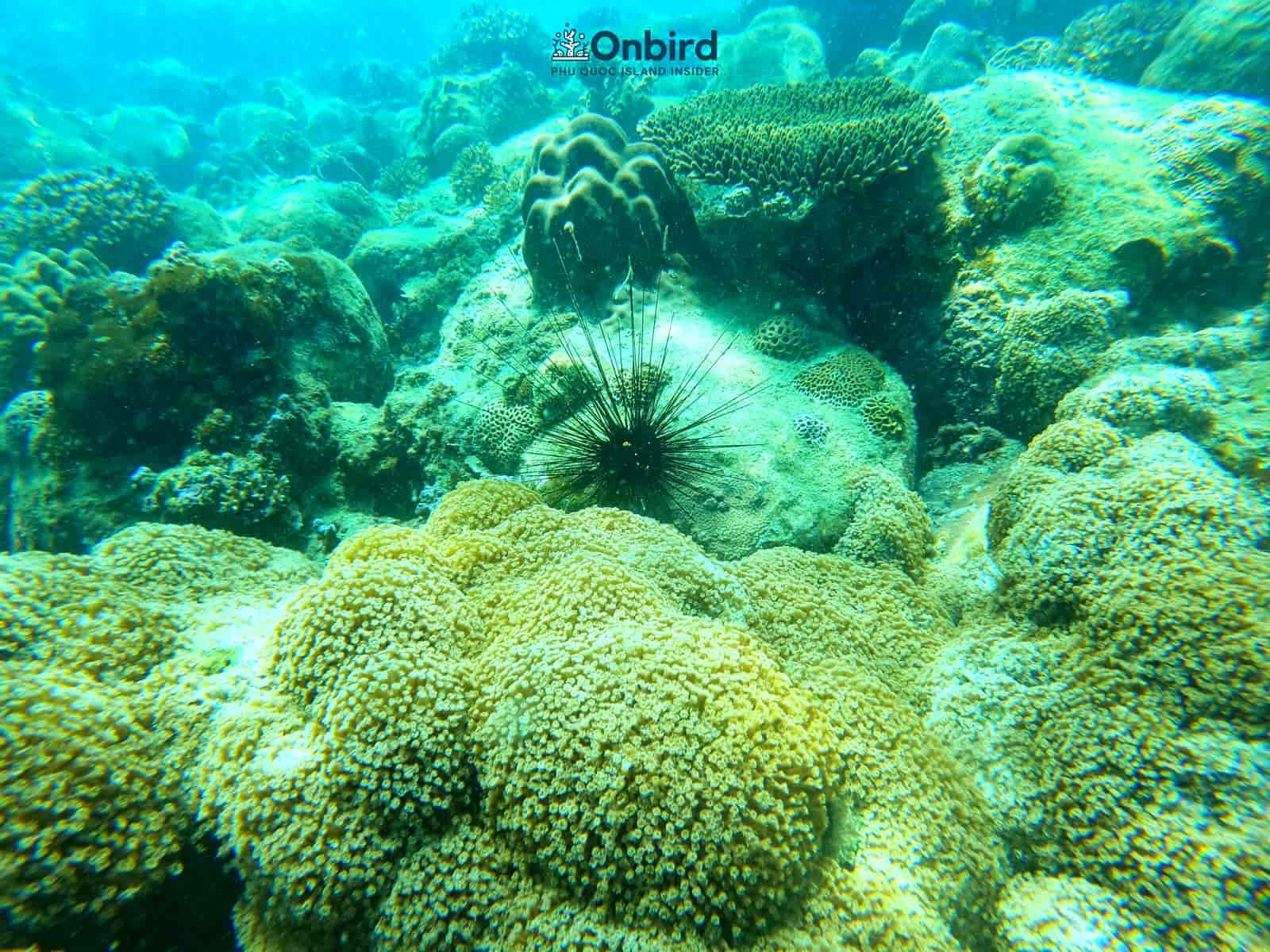 Flowerspot Coral at U-Turn East Coral Reef - Snorkeling pinic trip in Phu Quoc Island to explore coral reefs