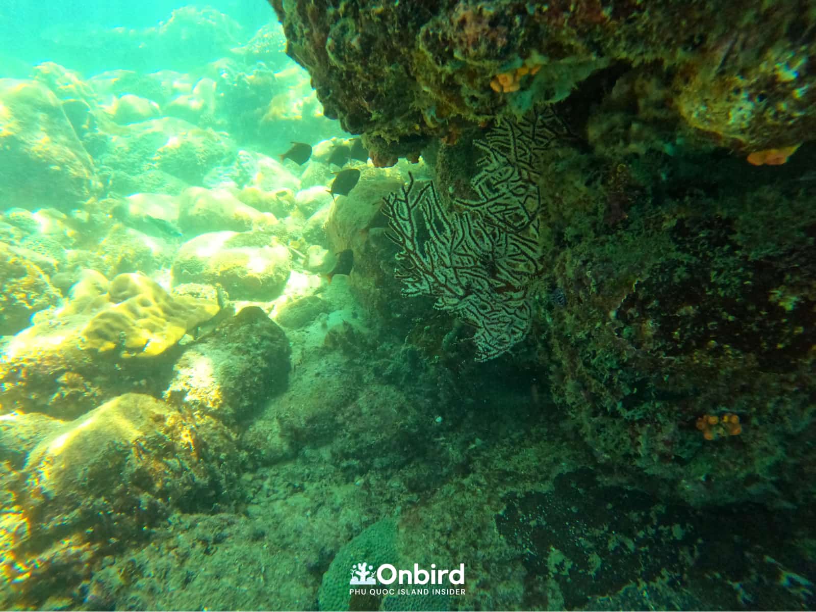 Snorkeling pinic trip in Phu Quoc Island to explore coral reefs