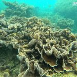 Lettuce coral garden at Half-moon coral Reef, Phu Quoc Island, Vietnam Snorkeling & Diving