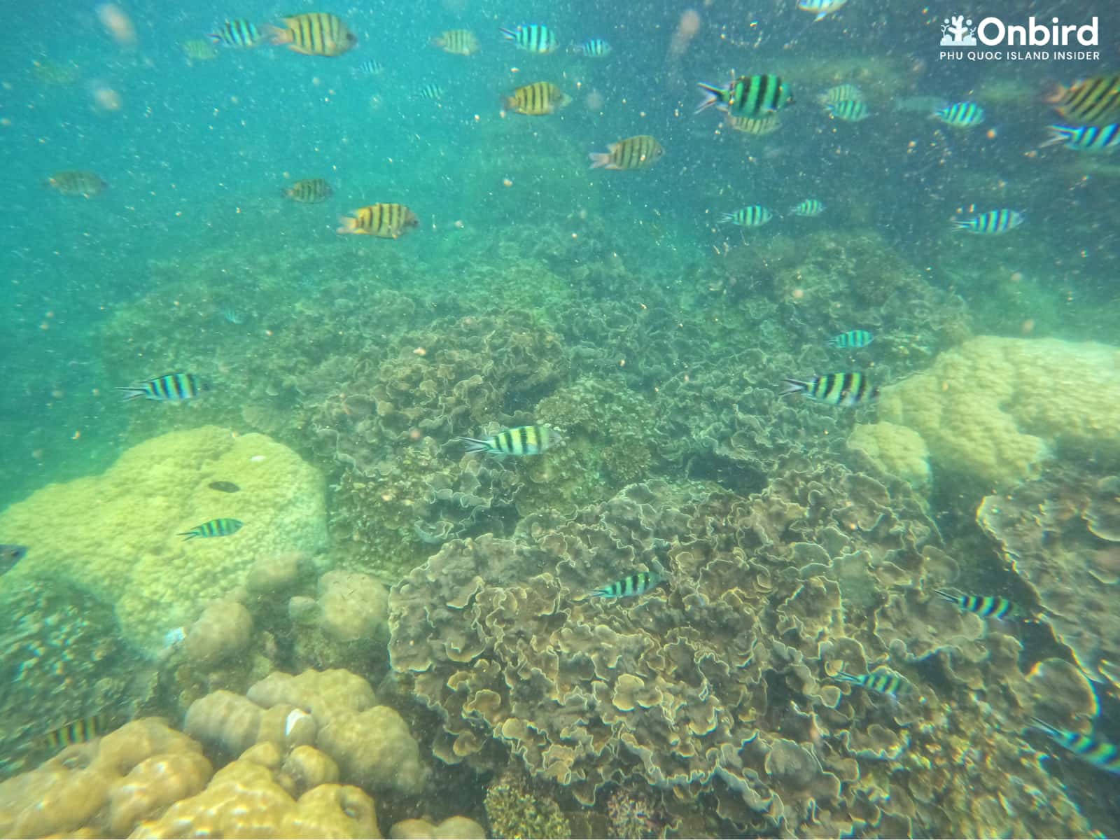 Lettuce coral garden at Half-moon coral Reef, Phu Quoc Island, Vietnam Snorkeling & Diving