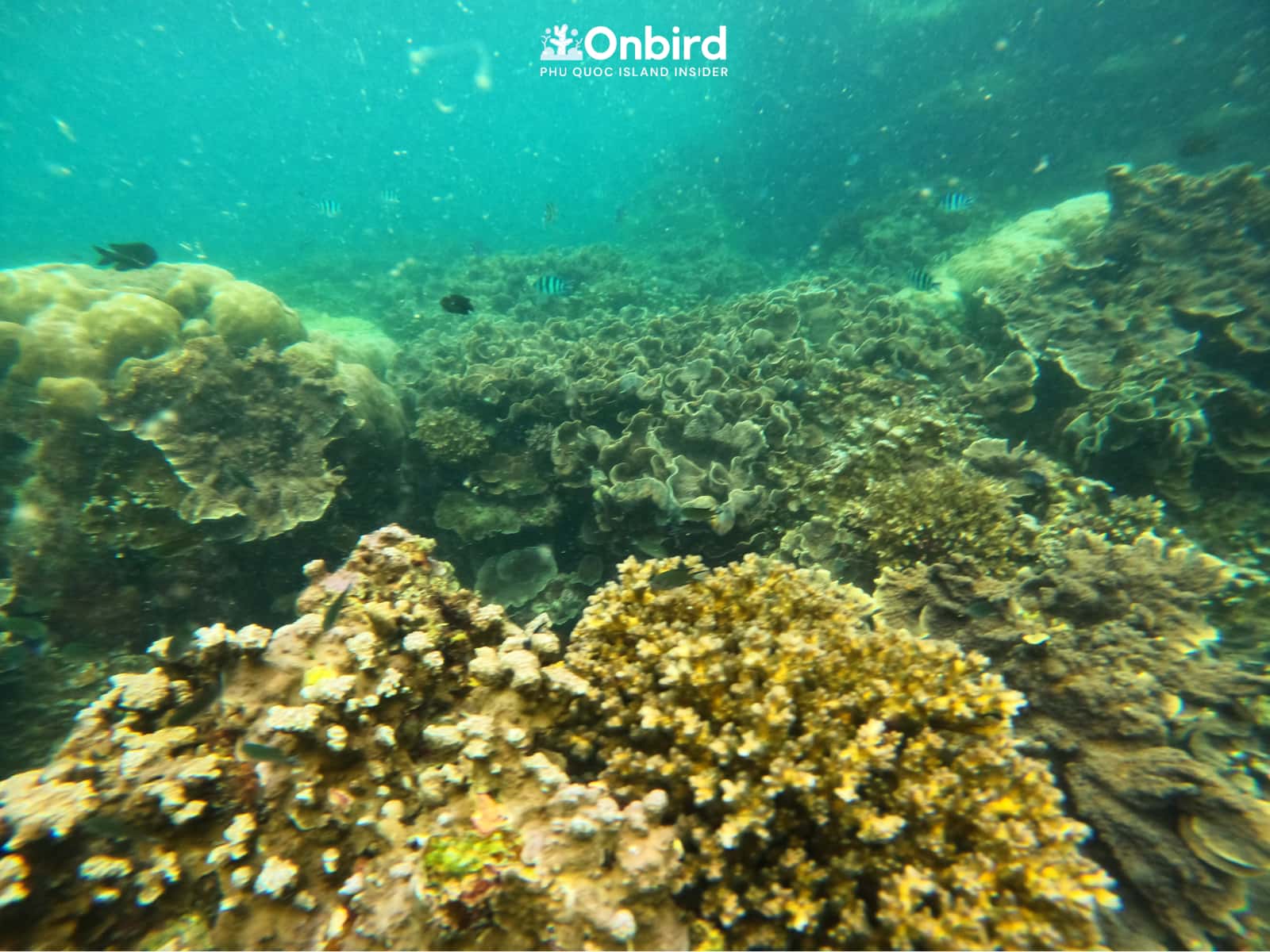 Lettuce coral garden and Cautiflower coral at Half-moon coral Reef, Phu Quoc Island, Vietnam Snorkeling & Diving