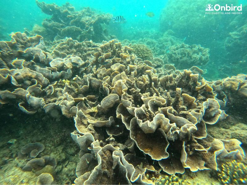 Lettuce coral garden at Half-moon coral Reef, Phu Quoc Island, Vietnam Snorkeling & Diving