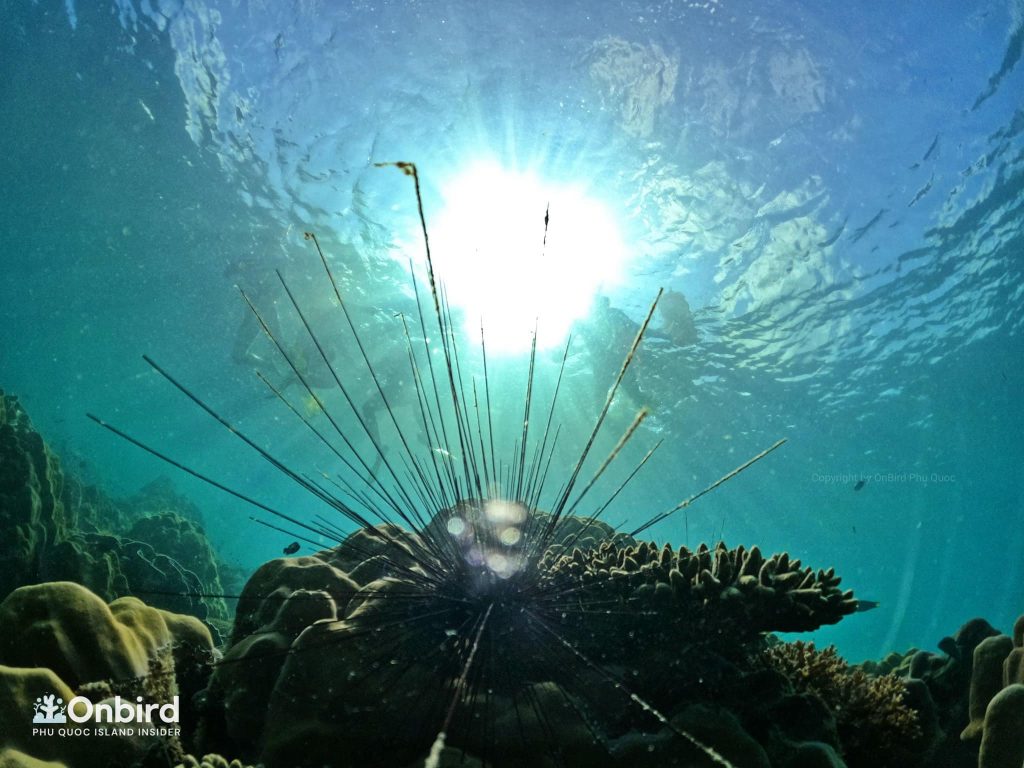 Snorkeling in Phu Quoc Island, Vietnam at Northeast Coral Reef