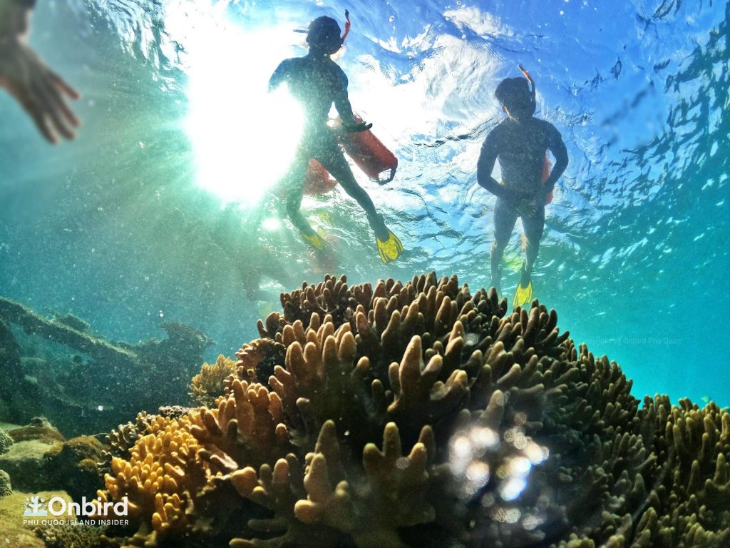 Snorkeling in Phu Quoc Island, Vietnam at Northeast Coral Reef