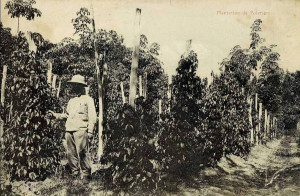 A Pepper Plantation