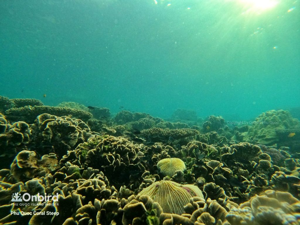 Snorkeling at Coral Steep Phu Quoc Island, Vietnam