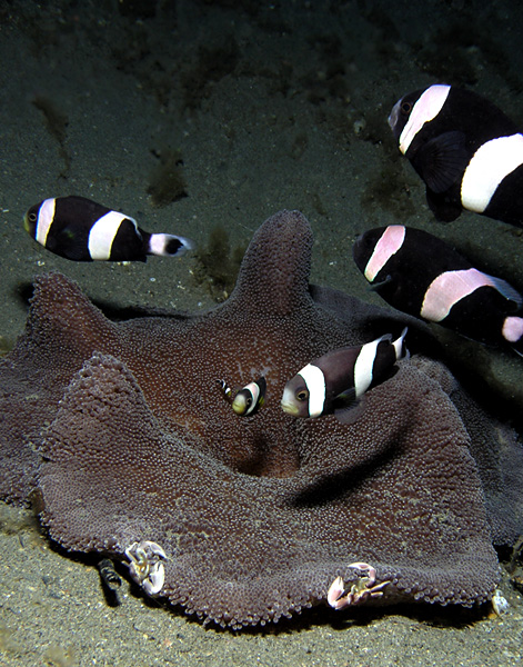 We found Saddleback clownfish uses Carpet Anemone as a shelter in Phu Quoc Island, Vietnam