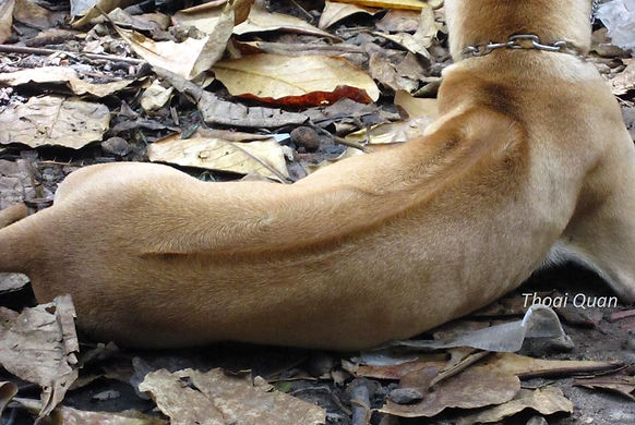 An image of a Phu Quoc Ridgeback dog - photo internet