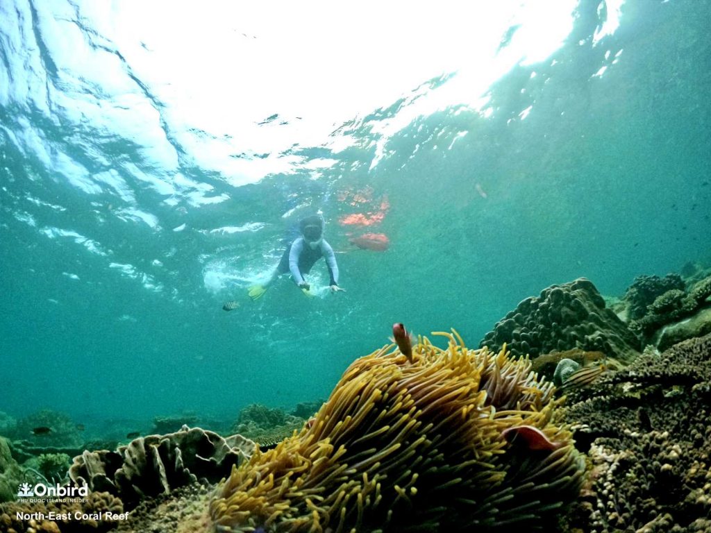 Kid snorkeling in Phu Quoc Island, Vietnam. North-east Coral reef