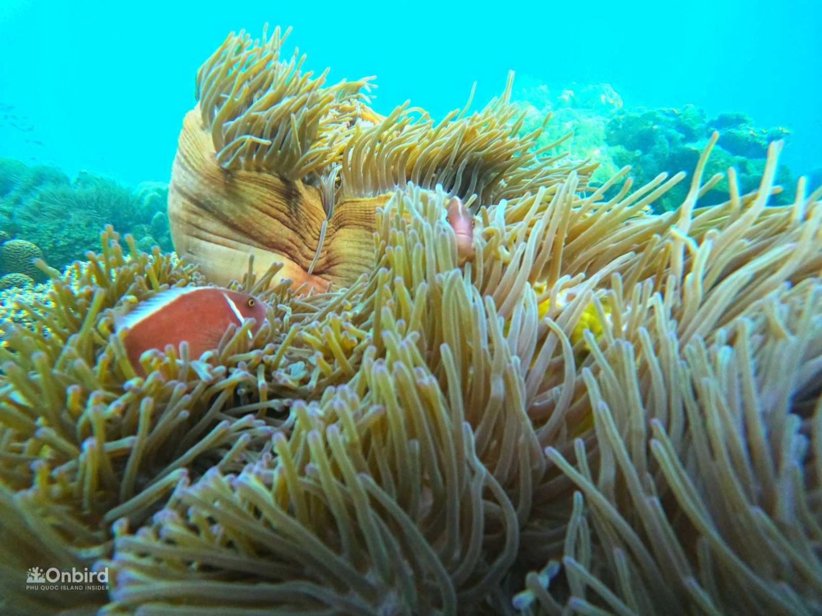 Pink Skunk Clownfish is quite popular in Phu Quoc Island