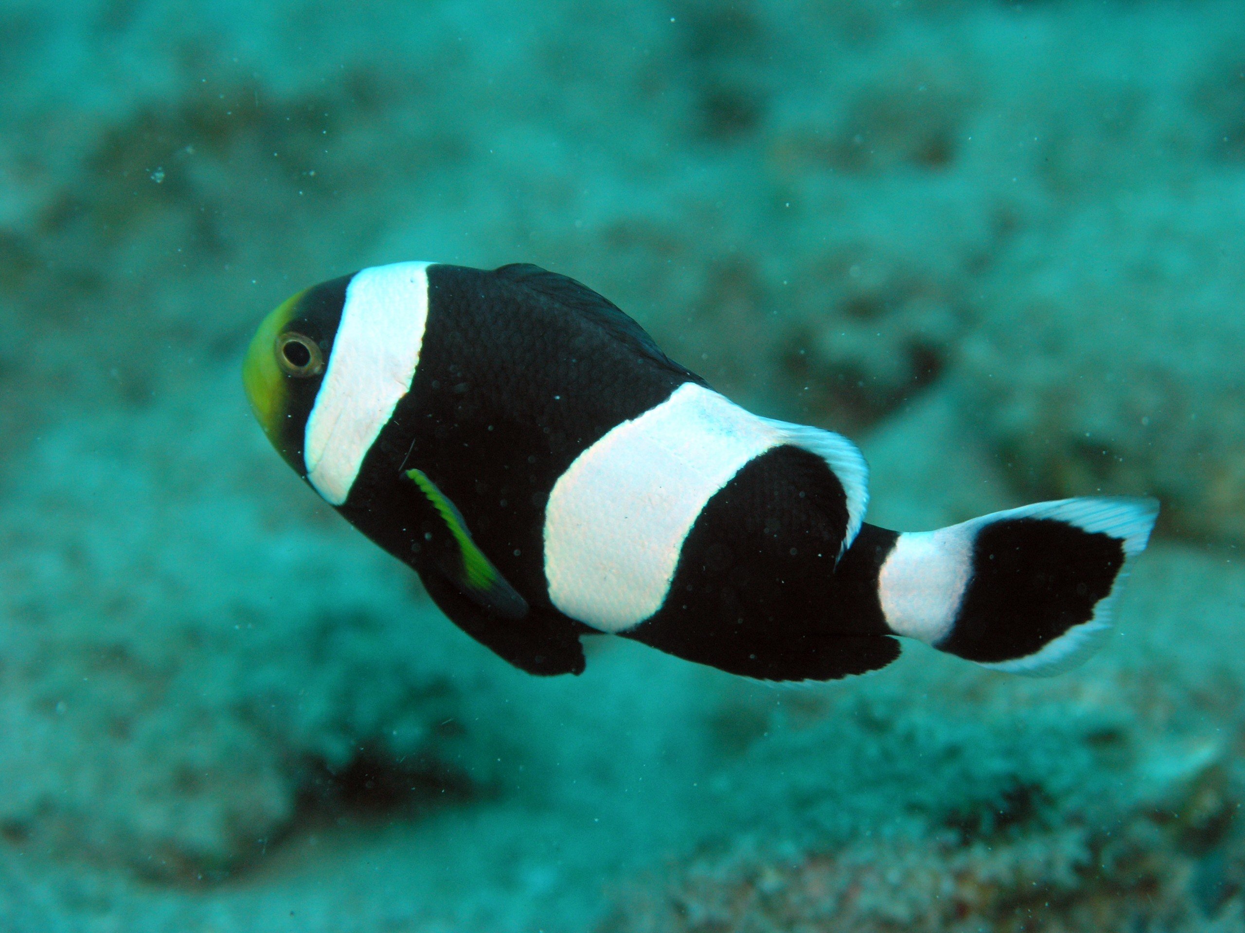 Saddleback clownfish in Phu Quoc Island, Vietnam