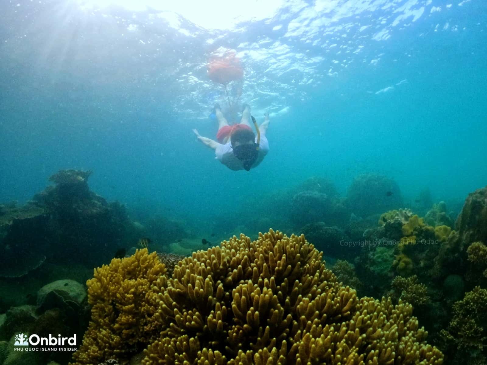 Snorkeling & diving in Phu Quoc Island - Northeast Coral Reef