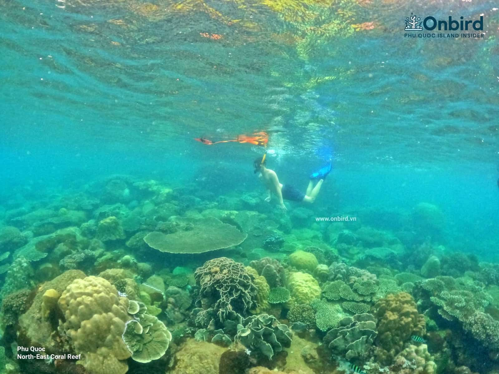 Snorkeling & diving in Phu Quoc Island - Northeast Coral Reef