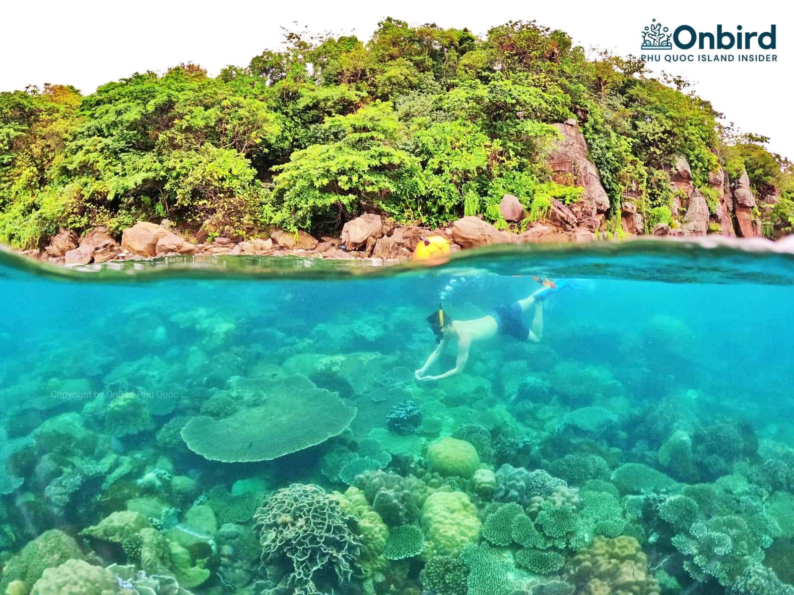 Snorkeling & diving in Phu Quoc Island - Northeast Coral Reef