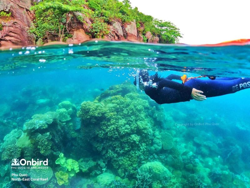 Snorkeling & diving in Phu Quoc Island - Northeast Coral Reef