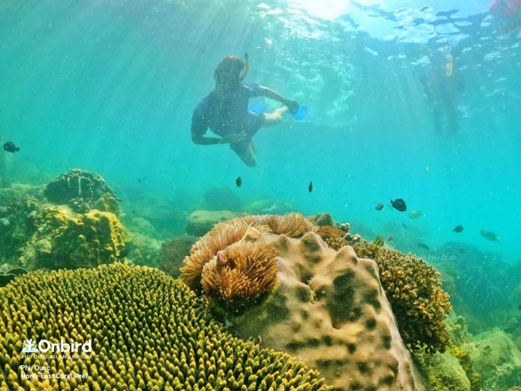 Snorkeling & diving in Phu Quoc Island - Northeast Coral Reef