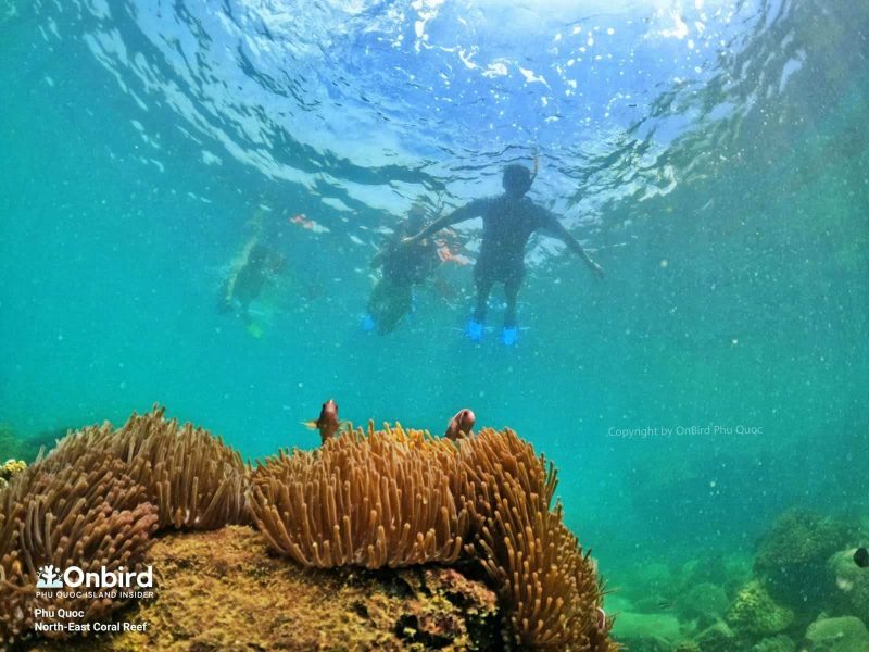 Snorkeling & diving in Phu Quoc Island - Northeast Coral Reef
