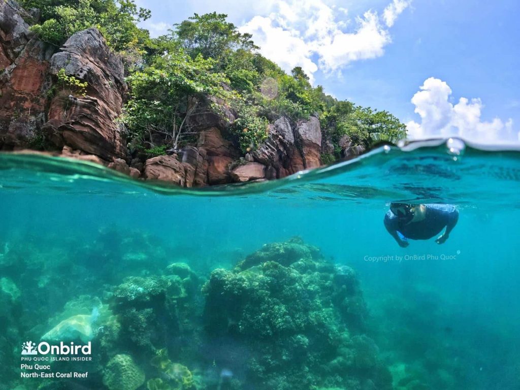 Snorkeling & diving in Phu Quoc Island - Northeast Coral Reef