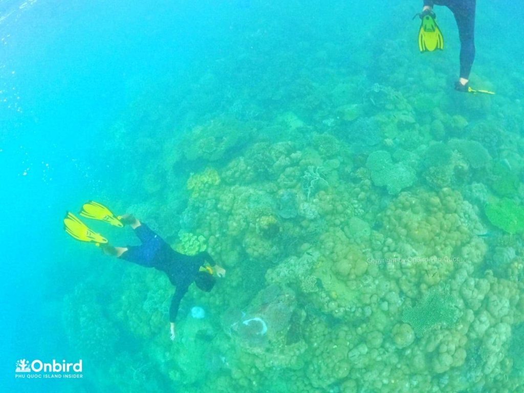 Snorkeling & diving in Phu Quoc Island - Northeast Coral Reef