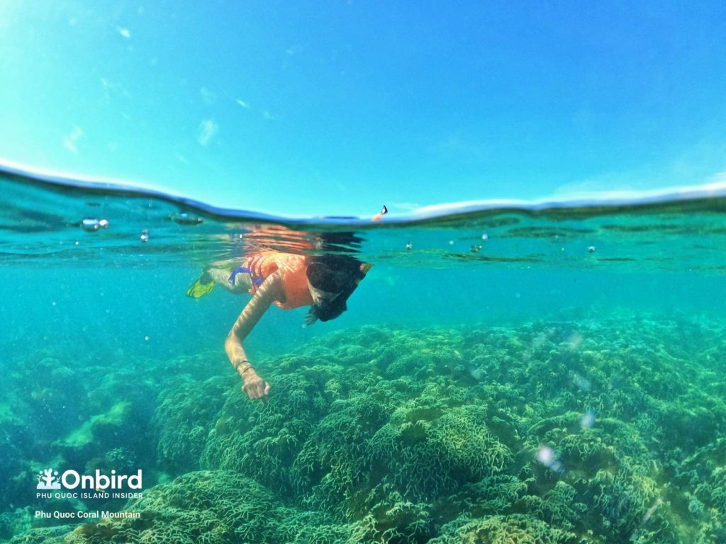 Small-group snorkeling trip in Phu Quoc Island, Vietnam - Coral Mountain