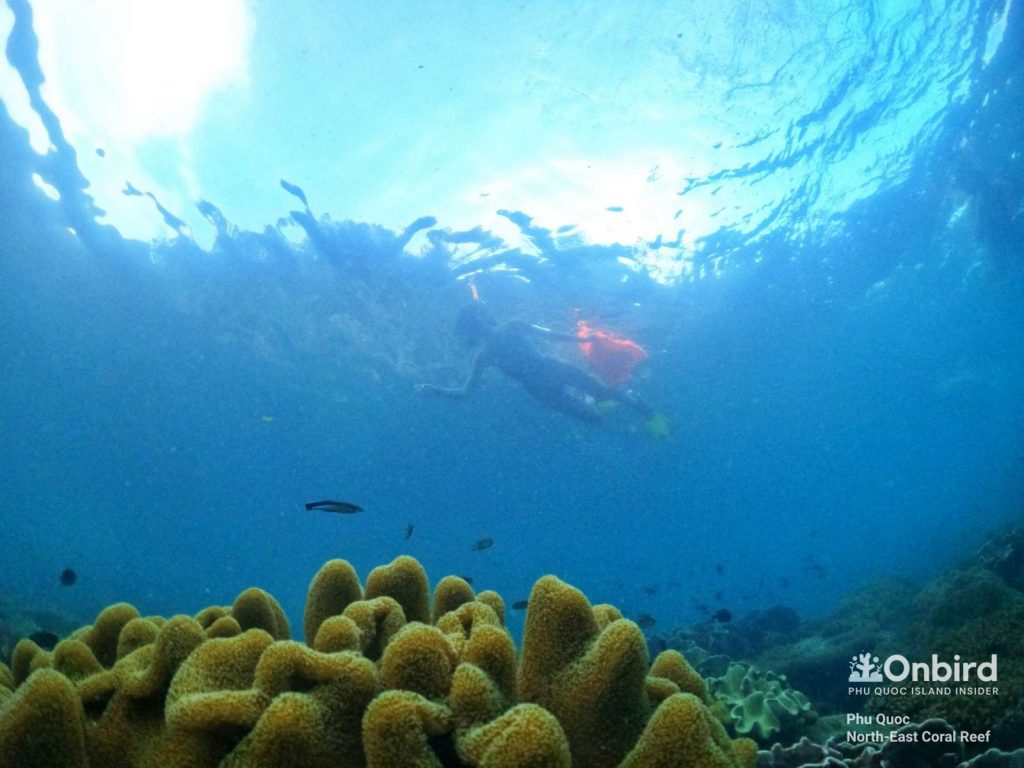 Anna took of her life vest and explore the North-east Coral reef at leisure with our guide's support