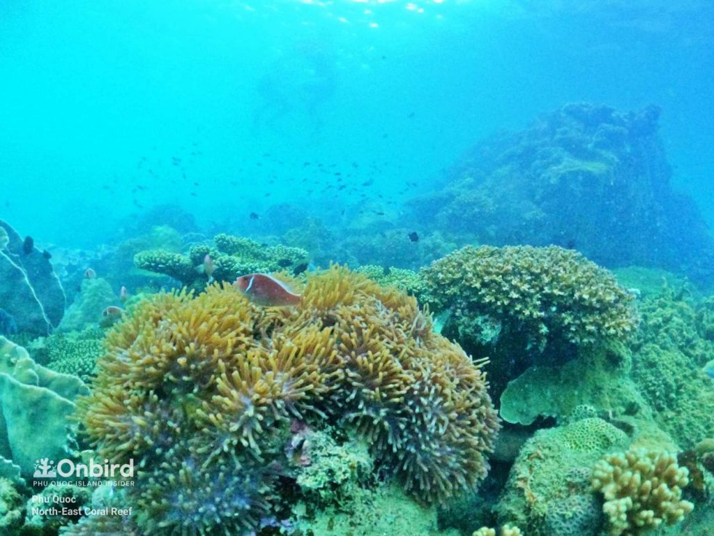 Anemone and corals captured on this small-group snorkeling trip at North-east Coral Reef, Phu Quoc, Vietnam