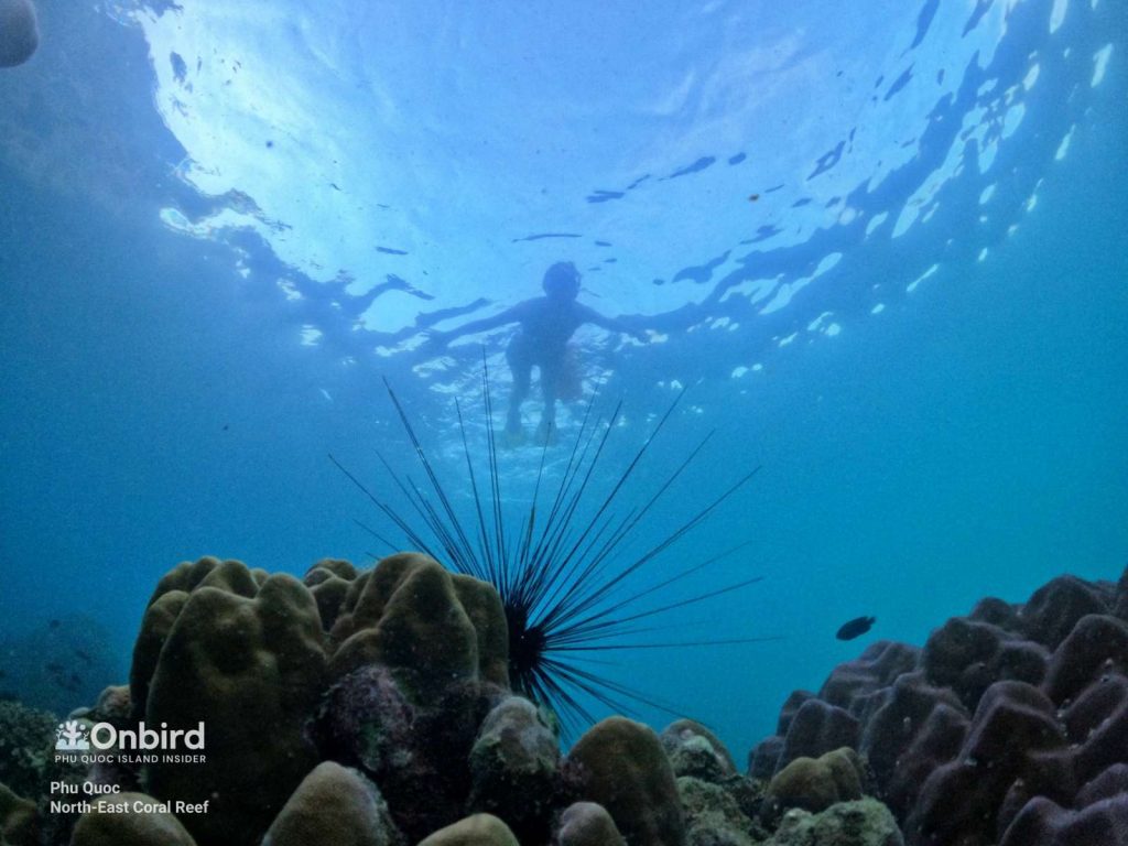 A sea-urchin staying on a coral in North-east Coral Reef, Phu Quoc Island, Vietnam