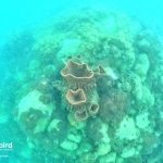 Giant barrel sponge in North-east Coral Reef, Phu Quoc Island, Vietnam