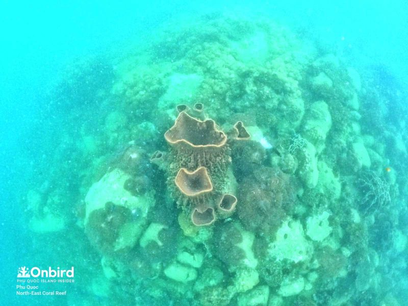 Giant barrel sponge in North-east Coral Reef, Phu Quoc Island, Vietnam