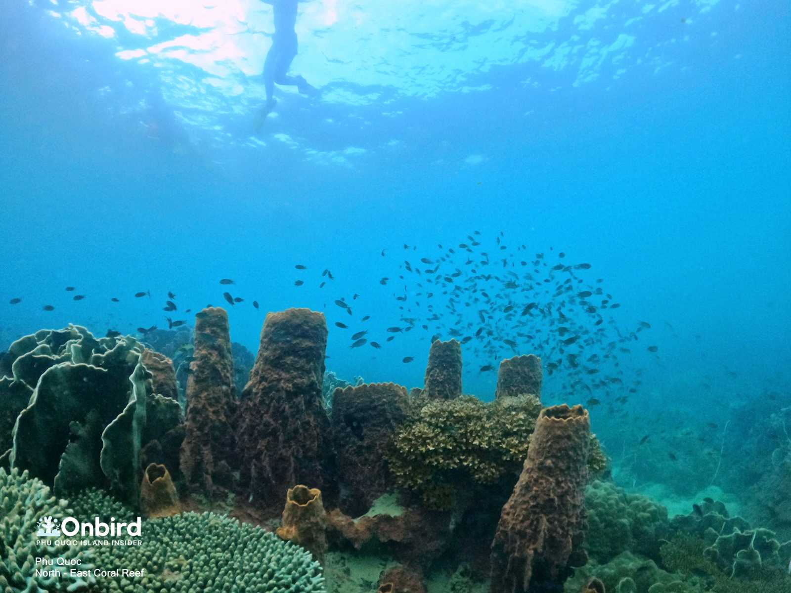 A cluster of Giant Barrel Sponge at the depth of 5m at North-east Coral Reef, Phu Quoc Island, Vietnam