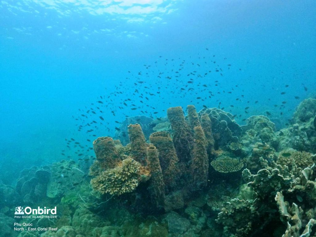 巨桶海绵是“淨水器”，在海底靜靜地奔跑- OnBird | Phu Quoc Soft 