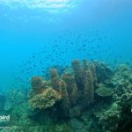 North Phu Quoc Snorkeling trip & sunset meal