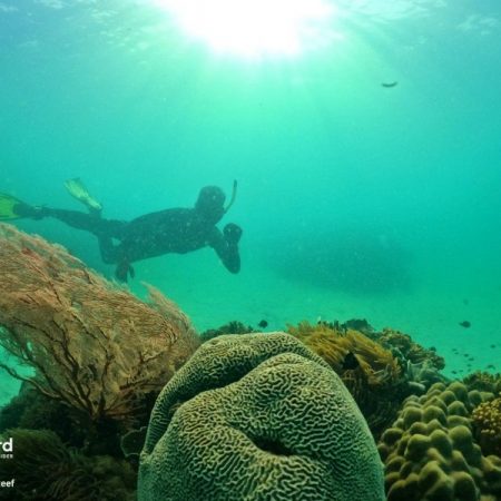Phu Quoc Coral Jungle Reef snorkeling