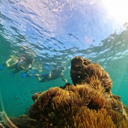 Phu Quoc Coral Jungle Reef snorkeling