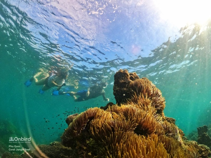 Phu Quoc Coral Jungle Reef snorkeling
