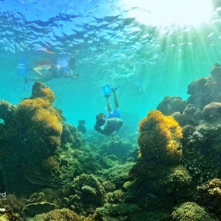 Phu Quoc Coral Jungle Reef (20)