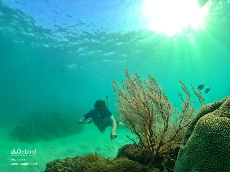 Phu Quoc Coral Jungle Reef snorkeling