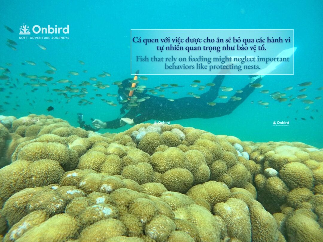 5 LÝ DO TẠI SAO KHÔNG NÊN CHO CÁ ĂN KHI LẶN NGẮM SAN HÔ – DU LỊCH BỀN VỮNG