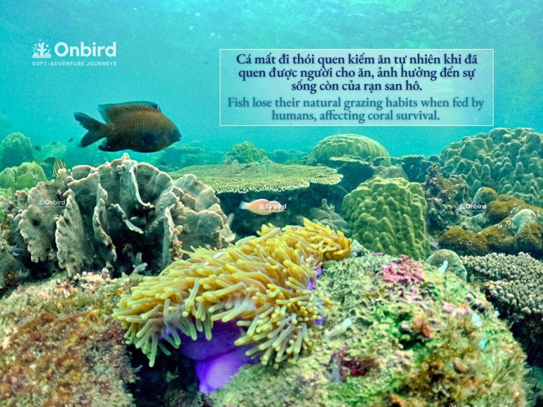 5 LÝ DO TẠI SAO KHÔNG NÊN CHO CÁ ĂN KHI LẶN NGẮM SAN HÔ – DU LỊCH BỀN VỮNG