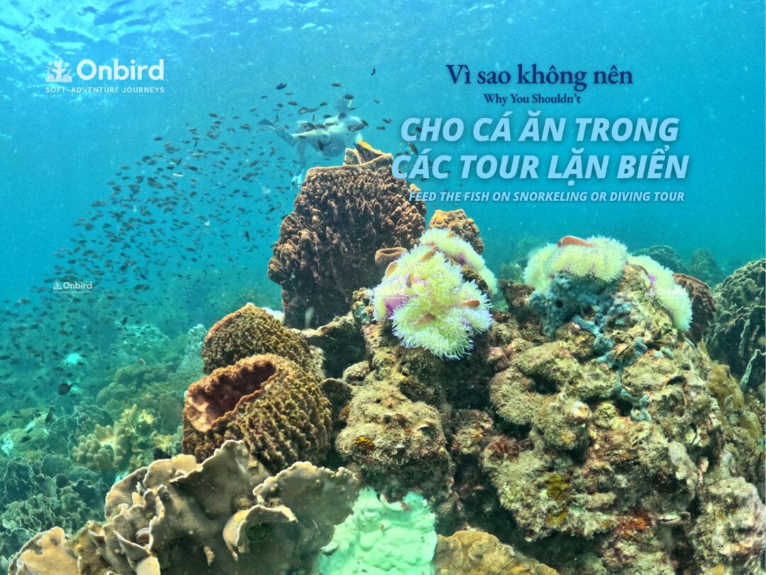 5 LÝ DO TẠI SAO KHÔNG NÊN CHO CÁ ĂN KHI LẶN NGẮM SAN HÔ – DU LỊCH BỀN VỮNG