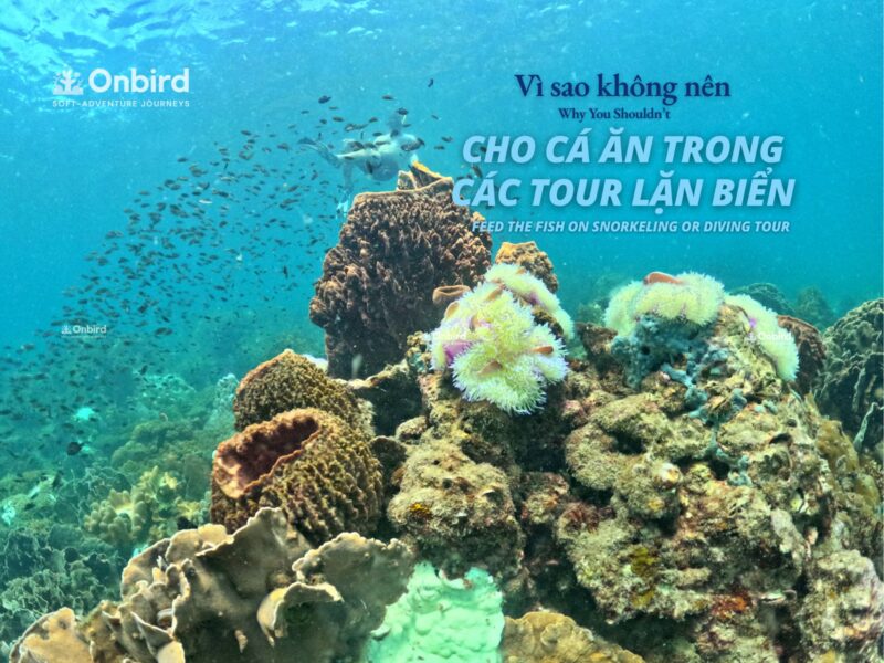 5 LÝ DO TẠI SAO KHÔNG NÊN CHO CÁ ĂN KHI LẶN NGẮM SAN HÔ – DU LỊCH BỀN VỮNG