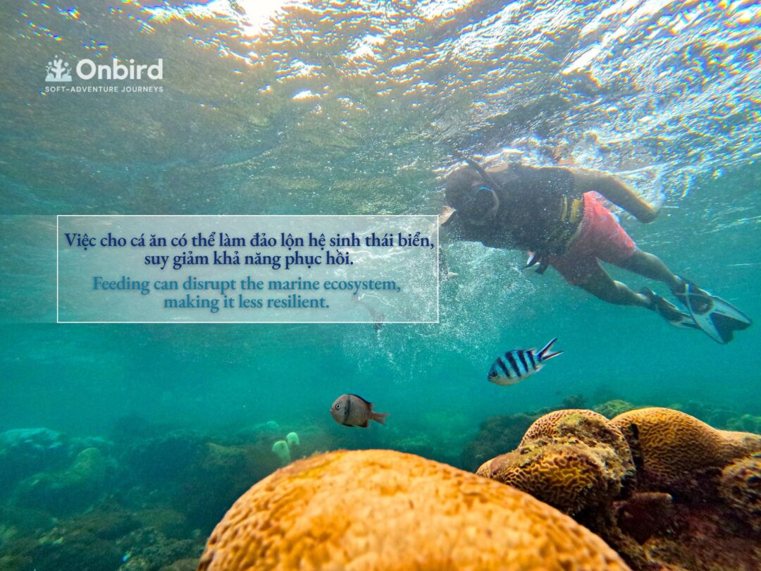 5 LÝ DO TẠI SAO KHÔNG NÊN CHO CÁ ĂN KHI LẶN NGẮM SAN HÔ – DU LỊCH BỀN VỮNG