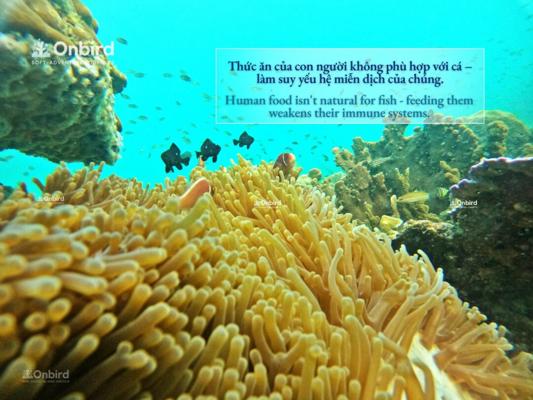 5 LÝ DO TẠI SAO KHÔNG NÊN CHO CÁ ĂN KHI LẶN NGẮM SAN HÔ – DU LỊCH BỀN VỮNG