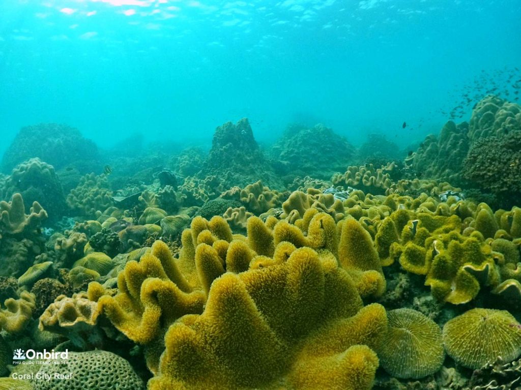 North Phu Quoc Snorkeling trip & sunset meal