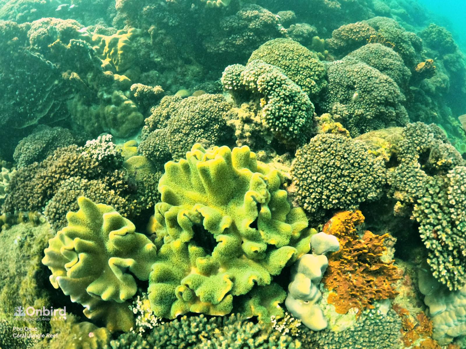 ARE CORALS ANIMALS OR PLANTS? - OnBird